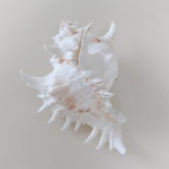ほね美